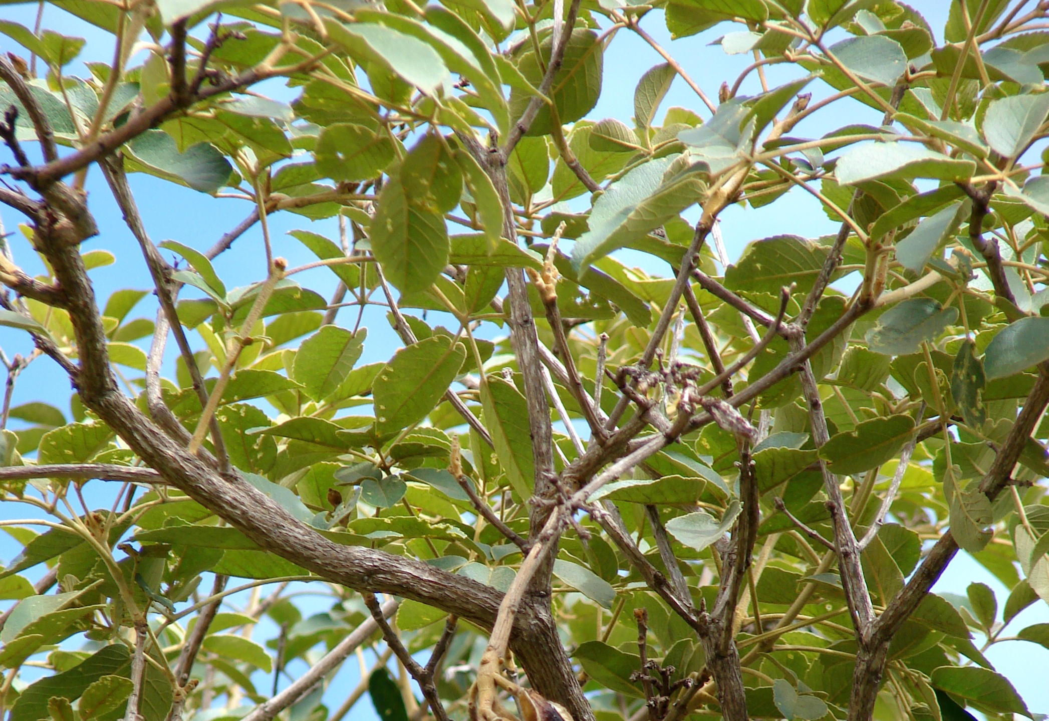 vilcacora